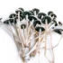 Flying Saucer Mushroom Strain