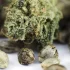 Autoflower Seeds — Special Cannabis Seeds