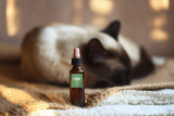 CBD for Cats