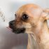 CBD for Pets