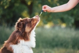How CBD Helps Dogs with Aggression