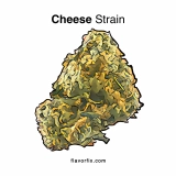 Cheese Strain: Stinky and Savory
