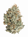 Crazy Glue Strain — A Strain That Sticks