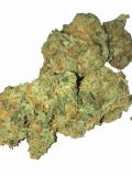 Critical Kush Strain — It’ll Knock You on Your Tush