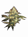 Dinachem Strain — A Dynamic and Dreamy ChemDawg Descendant