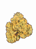 Jelly Breath Strain — It’ll Leave You Jiggling