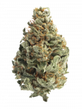 Chocolope Strain — Soar Through Your Day With This Scrumptious Sativa