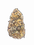Granddaddy Purple Strain – Not Really Your Grandpa’s Strain