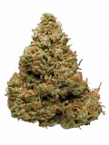 Haze Strain — A Classic Strain Straight from the ’60s