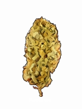 Jack Herer OG