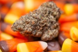 5 Spooky Halloween Strains