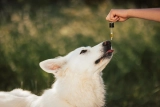Hemp Oil for Dogs: The Benefits Your Doggy Will Love