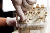 How to Grow Shrooms