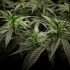 Pennsylvania Attempts to Legalize Home Growing for Medical Marijuana