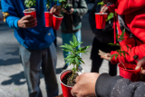 Drop in NYC Marijuana-Related Arrests Since Marijuana Legalization