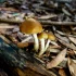 Psilocybe Azurescens