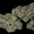 Kill Bill Strain — Slash Stress With a True Killer Strain