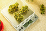 Weed Measurements – Understanding How to Measure Cannabis