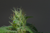 What Is A Pistil – Uncover 3 Cannabis Secrets