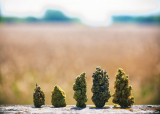 Indica vs. Sativa – Strain types explained