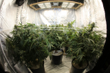 Complete Grow Tent Guide